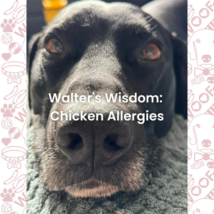 Unveiling the Mystery of Chicken Allergies in Dogs - Walter's Wisdom